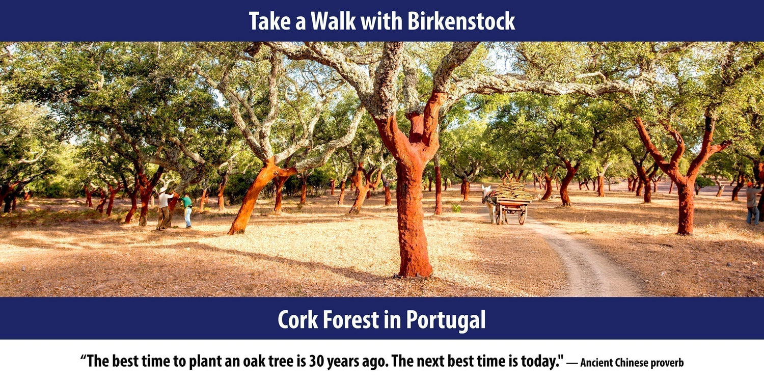Cork Forest in Portugal