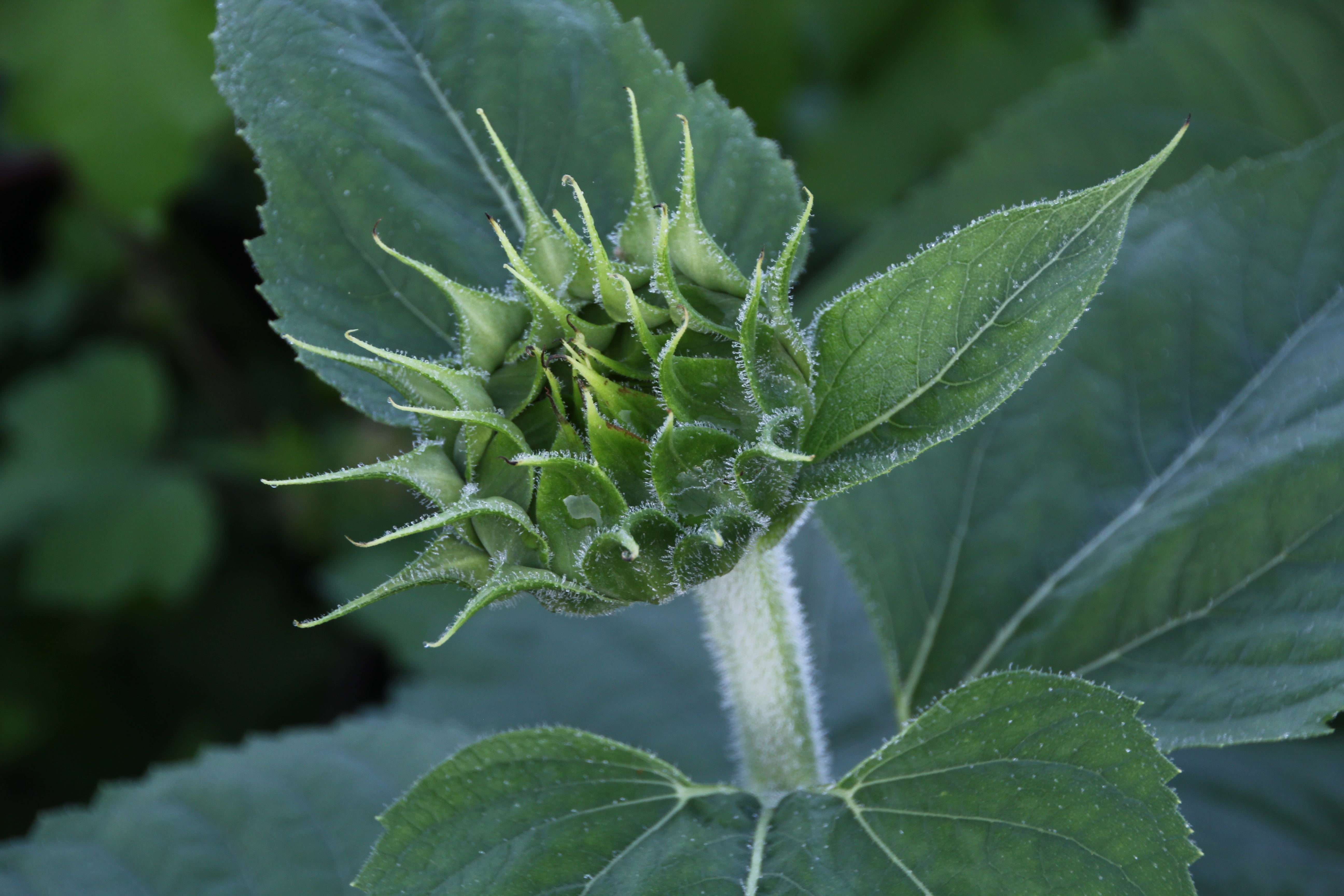 Fabulous, But Almost Gone — Last Chance