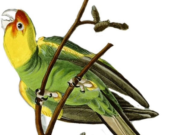 Day in History - The Carolina Parakeet