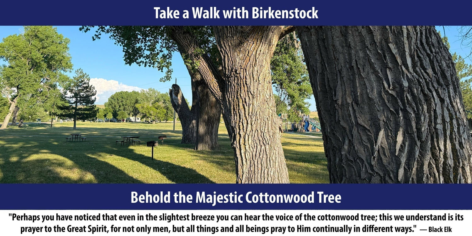 Behold the Majestic Cottonwood Tree