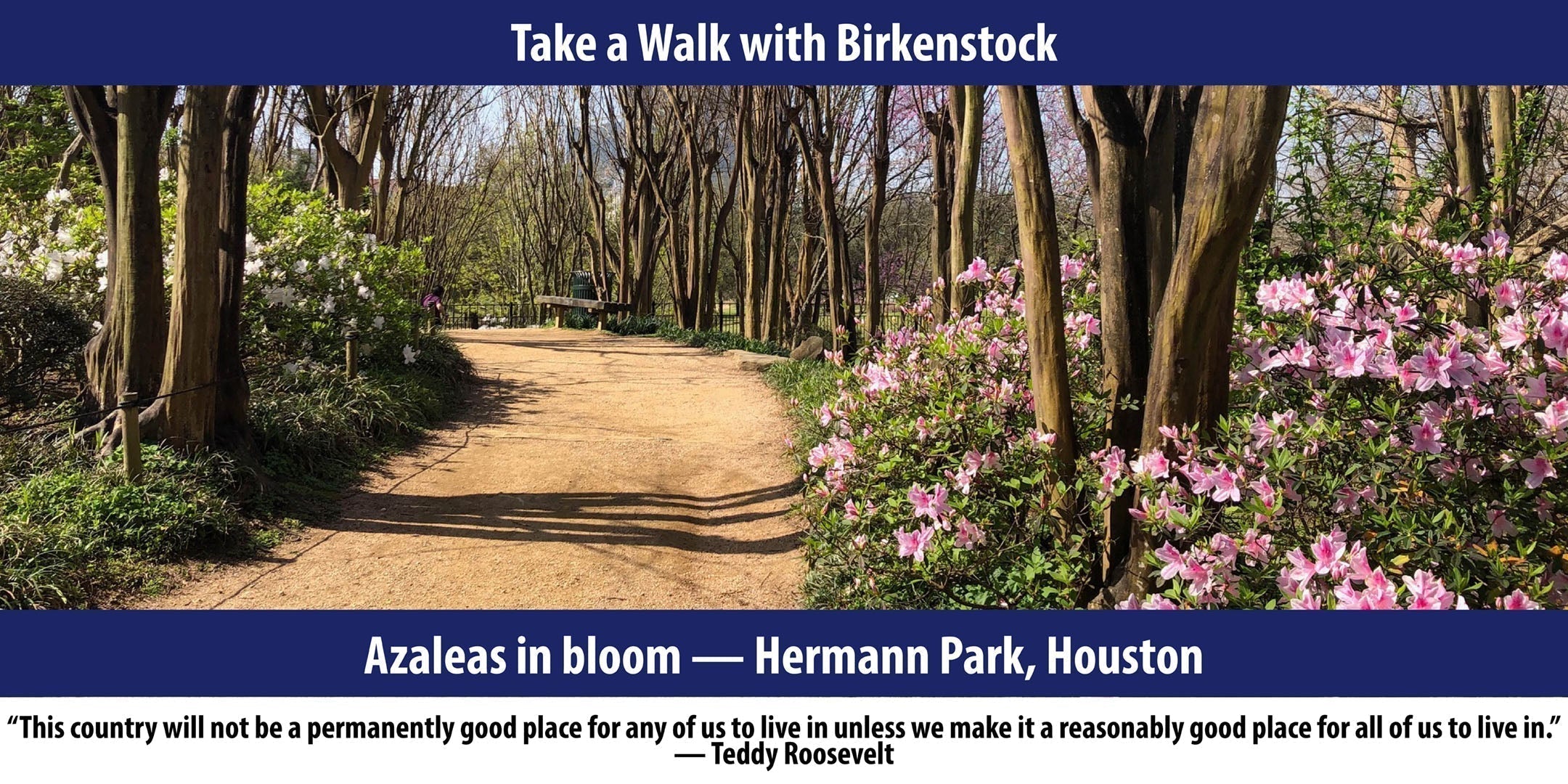 Azaleas in bloom ­­— Hermann Park, Houston