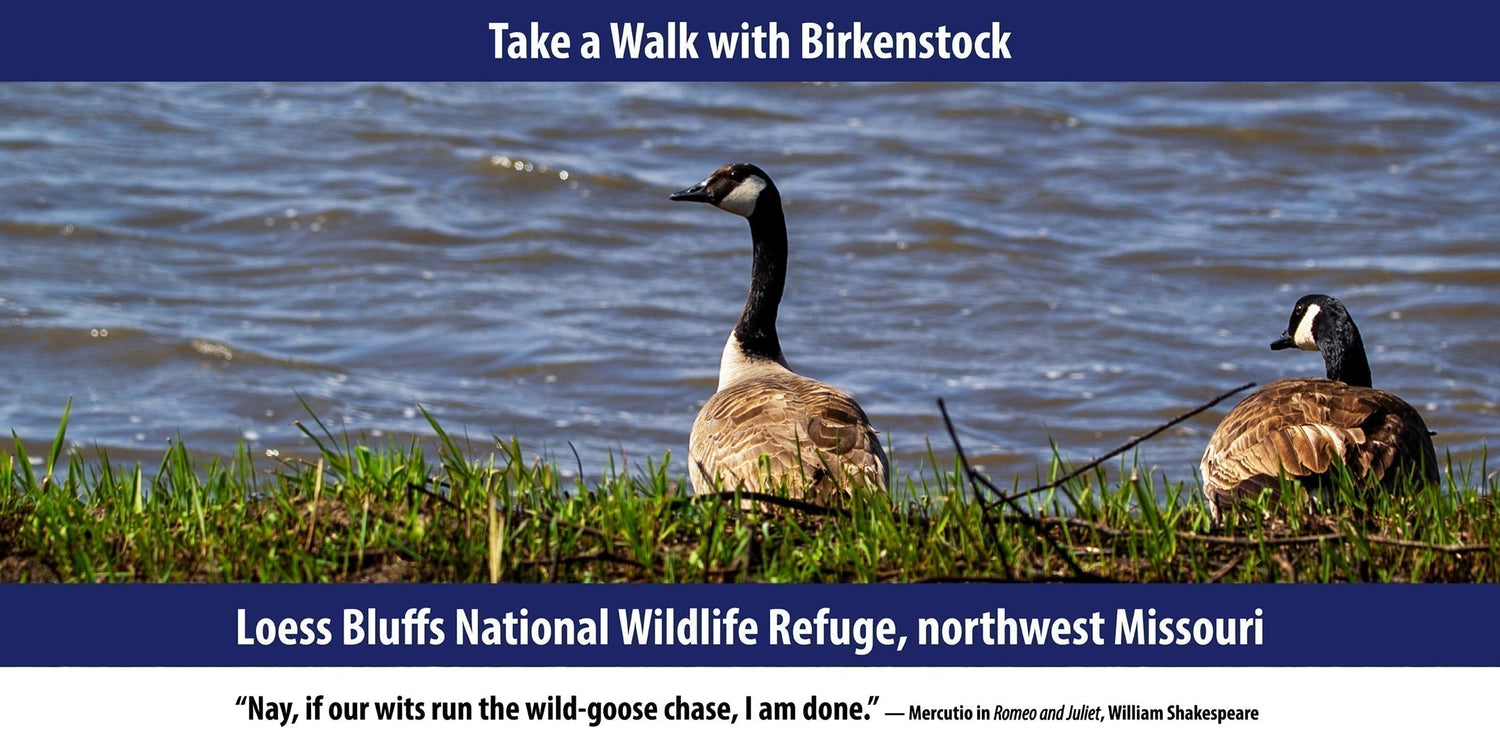 Loess Bluffs National Wildlife Refuge, northwest Missouri