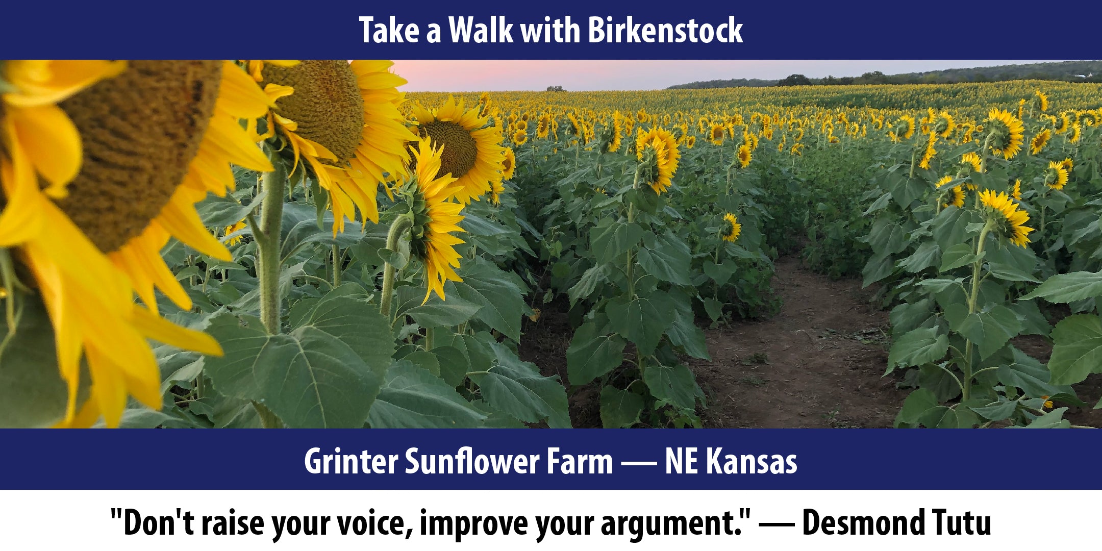 Grinter Sunflower Farm — NE Kansas