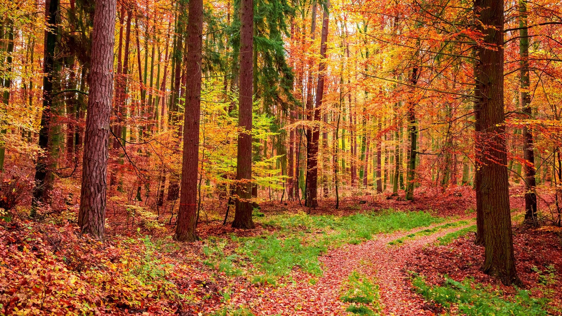 The Colors of Autumn