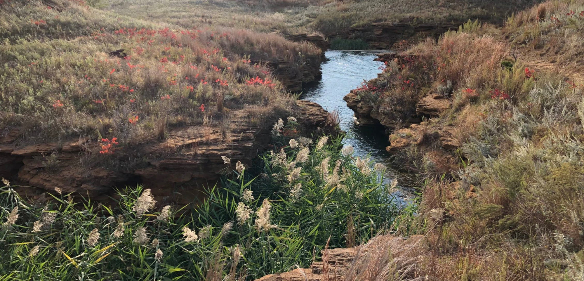 santa ana birkenstock