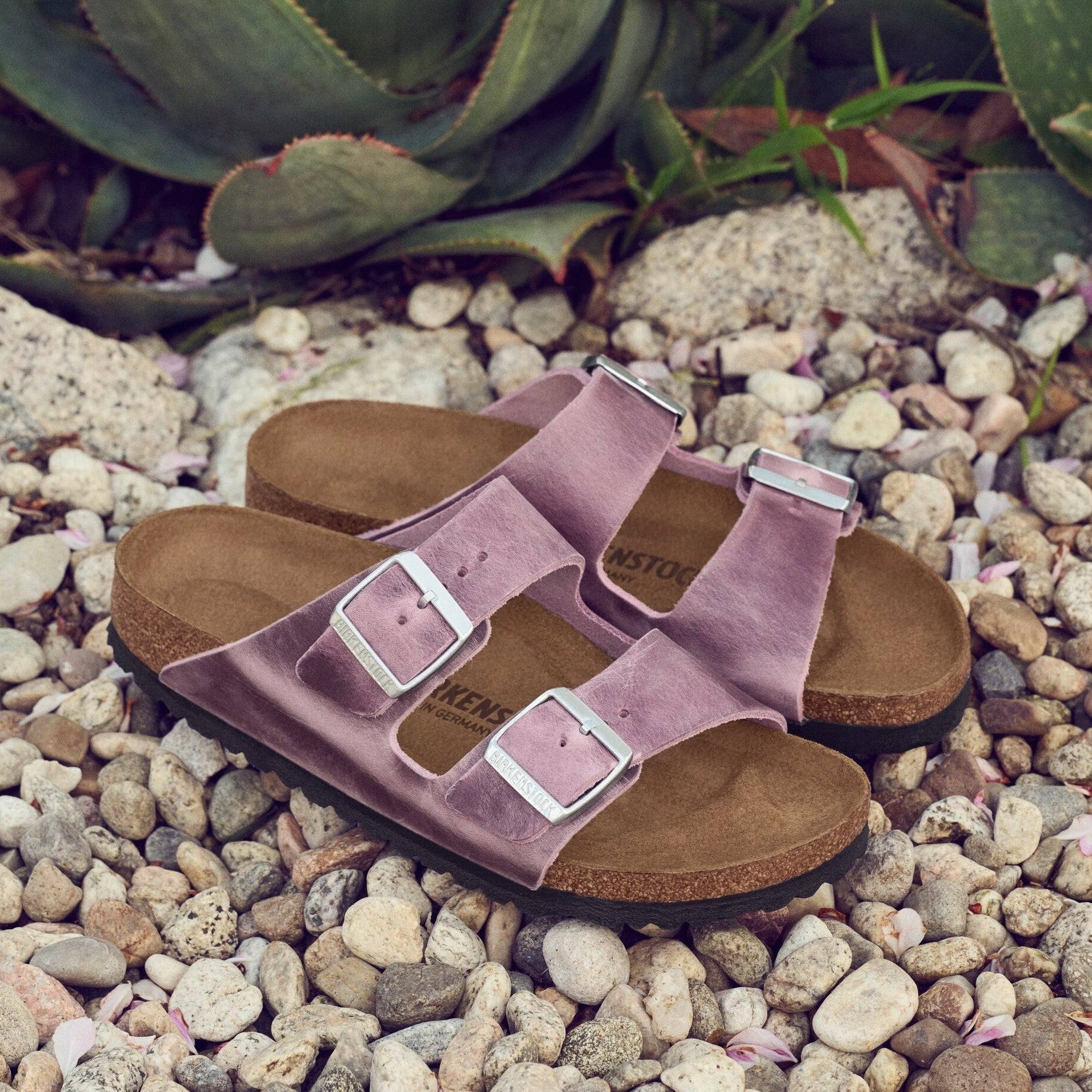 Birkenstock Arizona lavender oiled leather